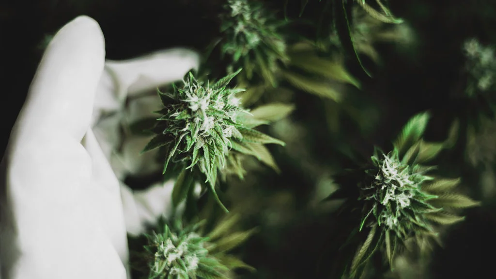 Understanding CBD Flower Potency