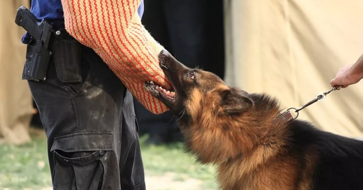 How to Use Schutzhund Dumbbells: A Step-by-Step Guide for Effective Training